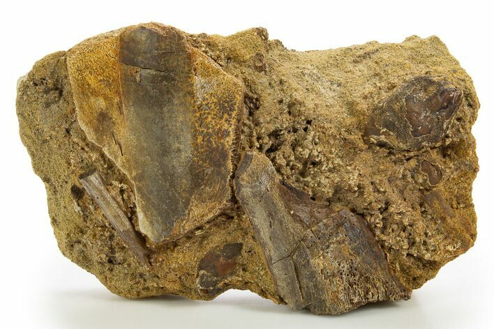 Fossil Dinosaur Bones & Tendon in Sandstone - Wyoming #316521